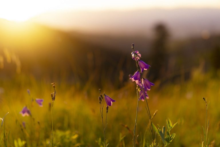 The story of life: People, plants and planet