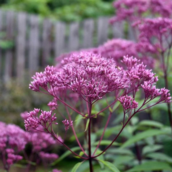 Gravel root (Eupatorium purpureum)