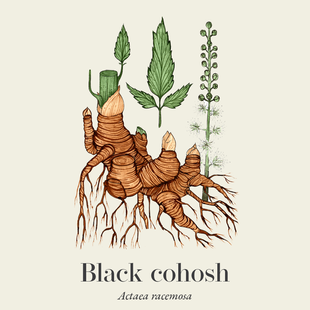 Black cohosh (Actaea racemosa)