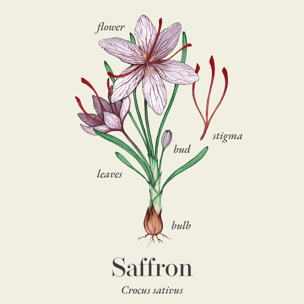 Saffron (Crocus sativus)
