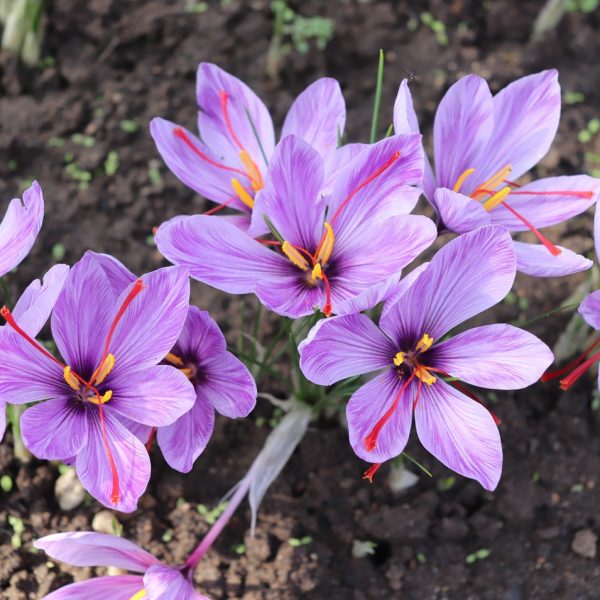 Saffron (Crocus sativus)
