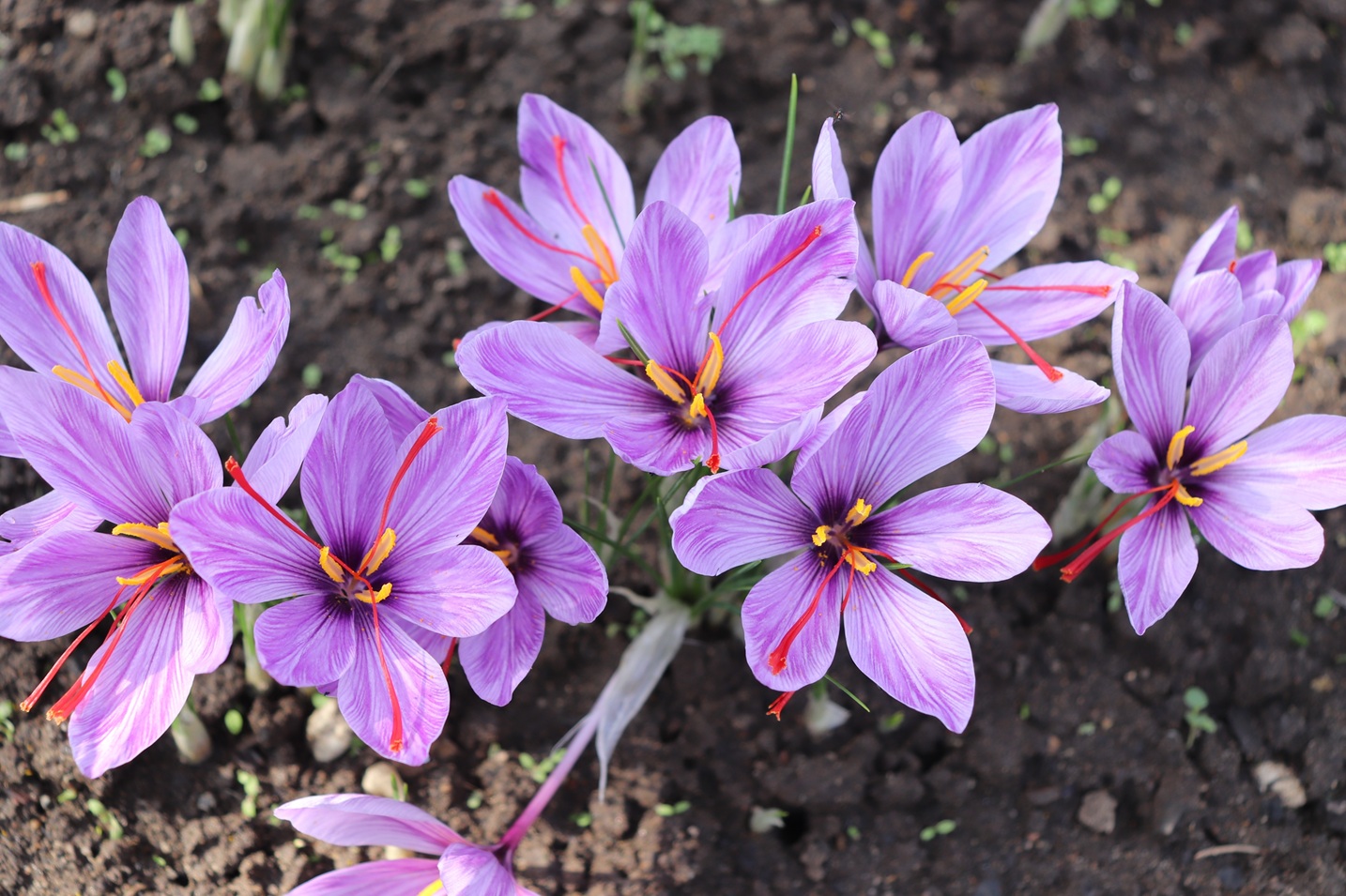 Saffron