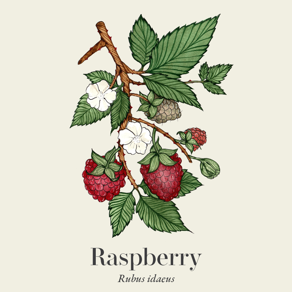 Raspberry (Rubus idaeus)