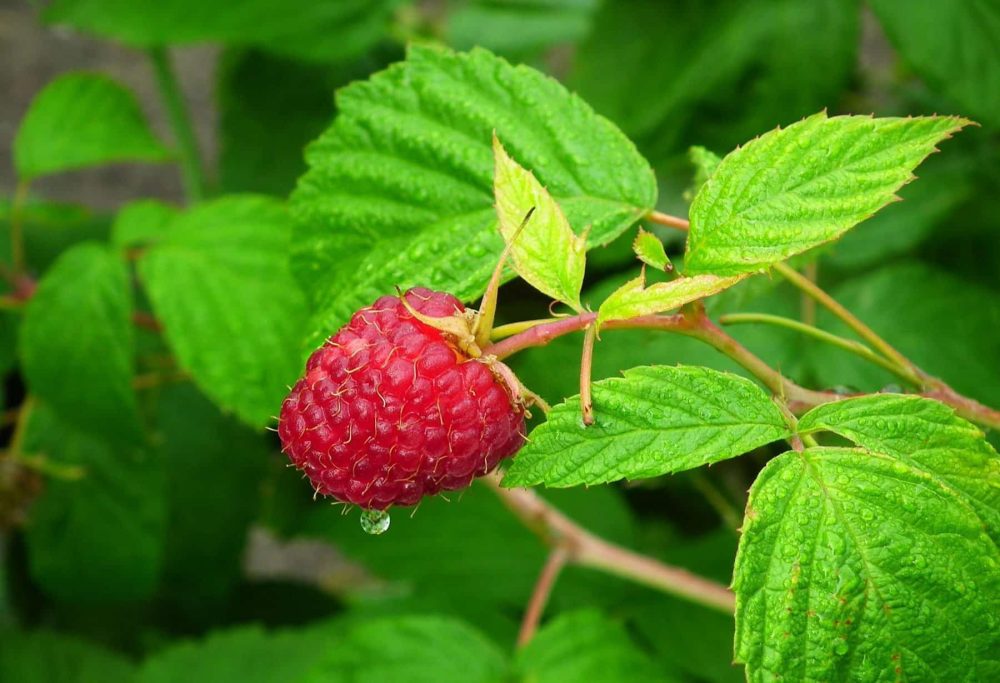 Raspberry leaf (Rubus idaeus)