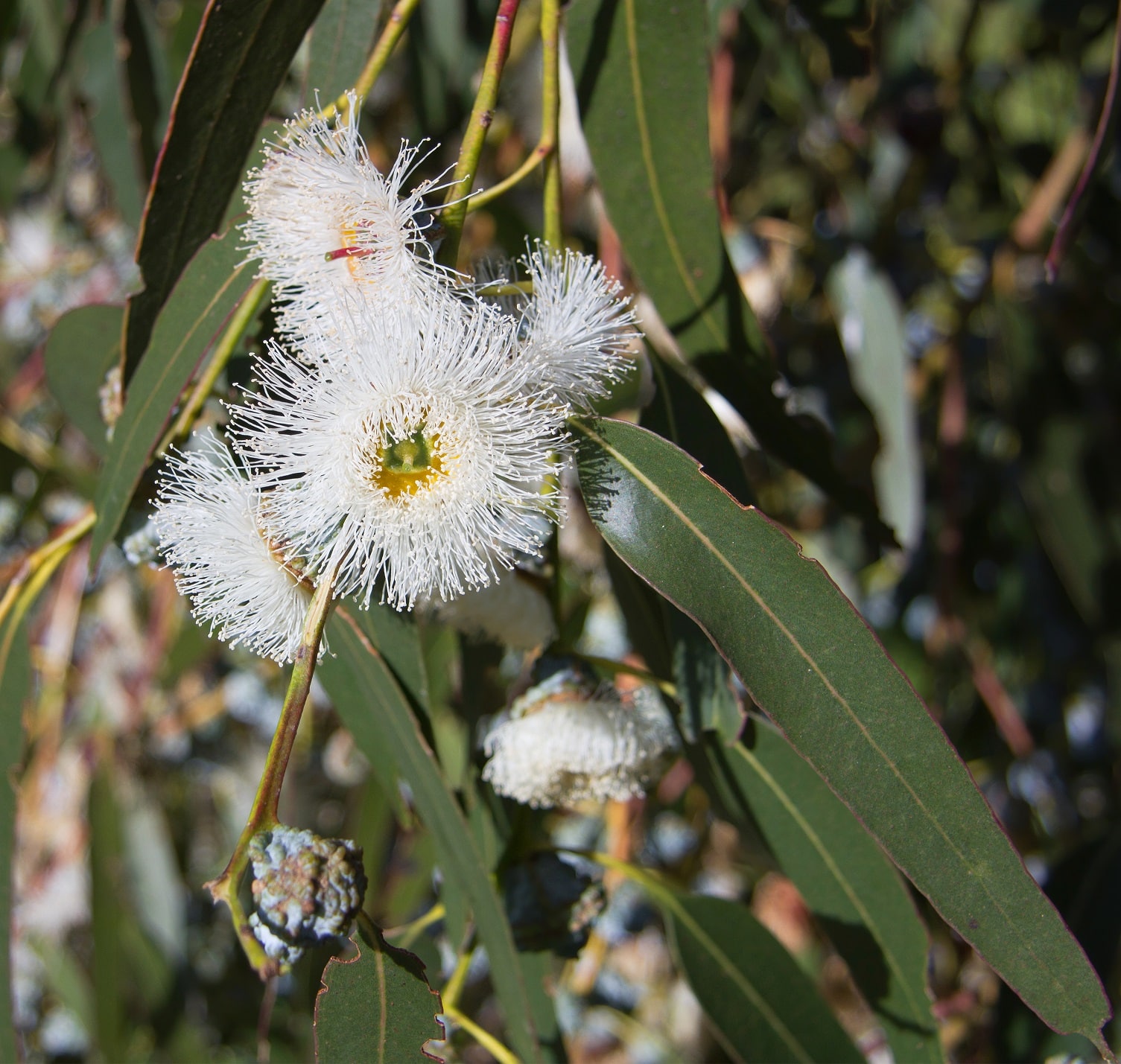 Eucalyptus globulus