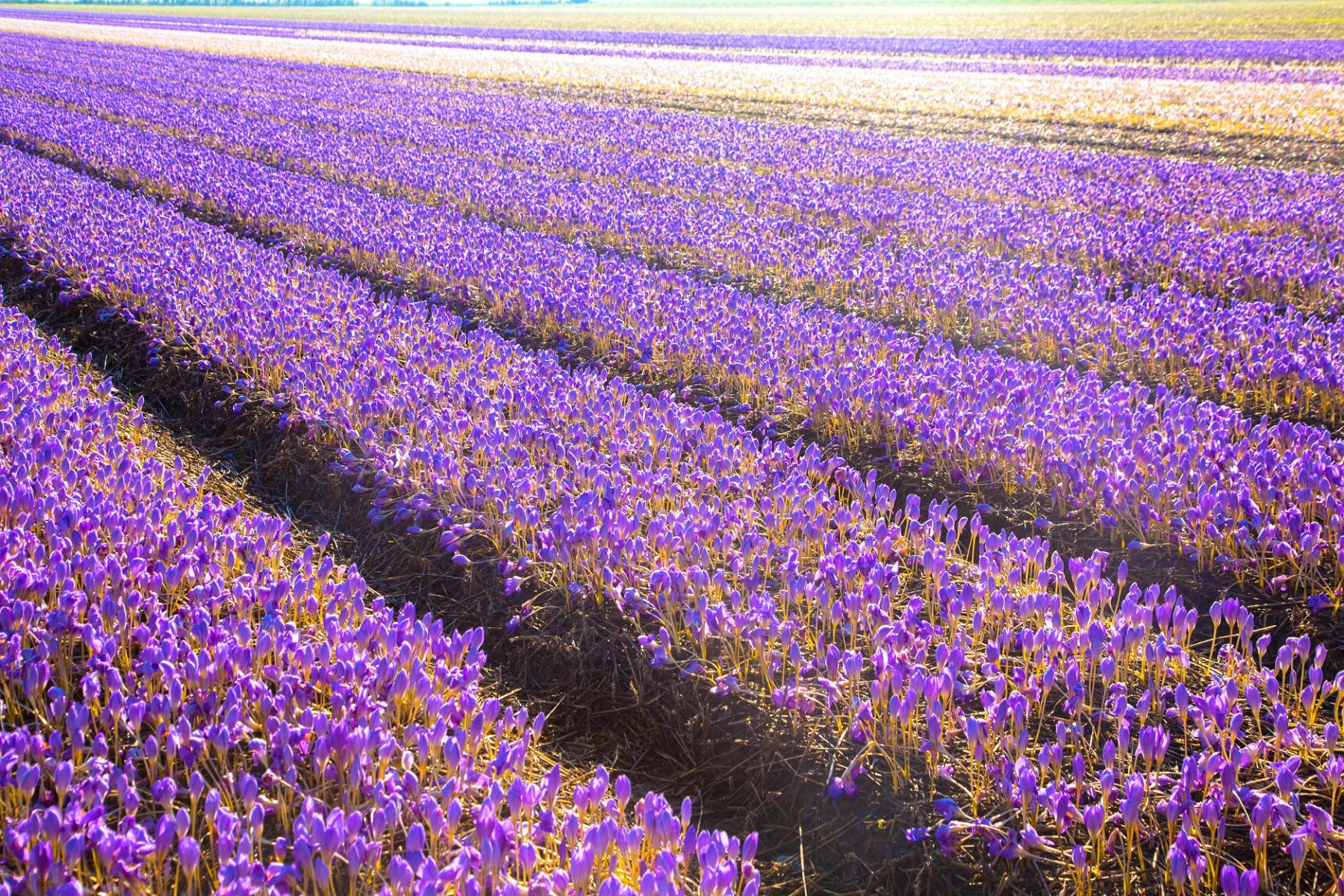 Saffron (Crocus Sativus)