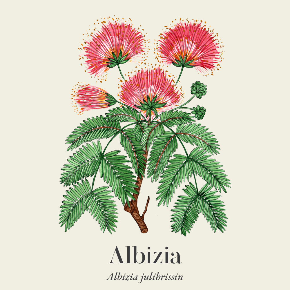 Albizia (Albizia julibrissin)