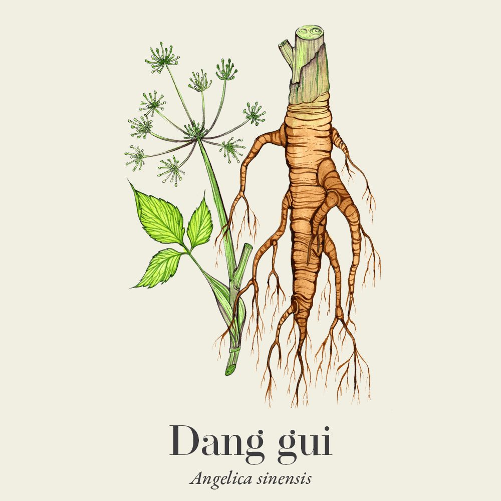 Dang gui (Angelica sinensis)