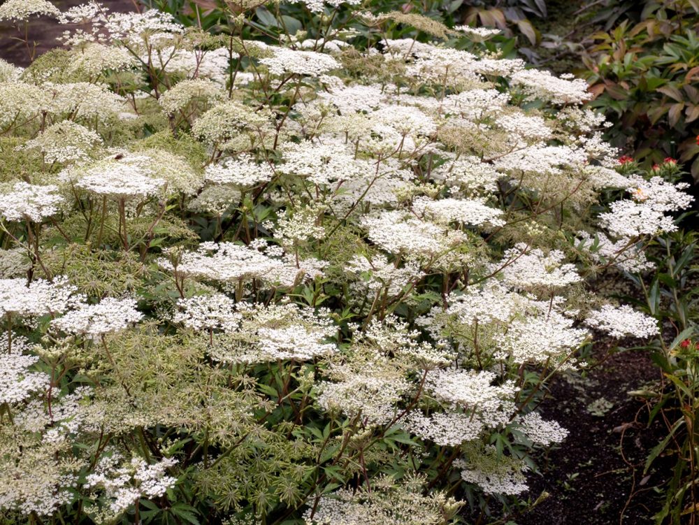 Dang gui (Angelica sinensis)