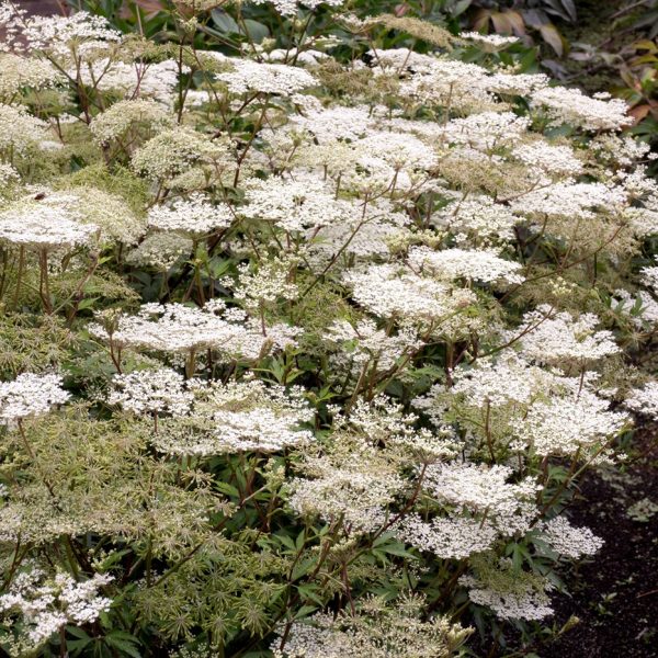 Dang gui (Angelica sinensis)