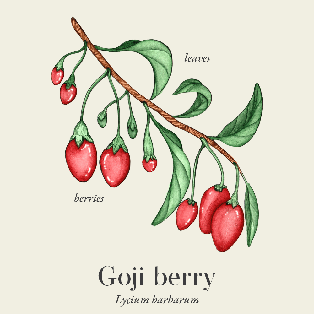 Goji berry (Lycium barbarum)