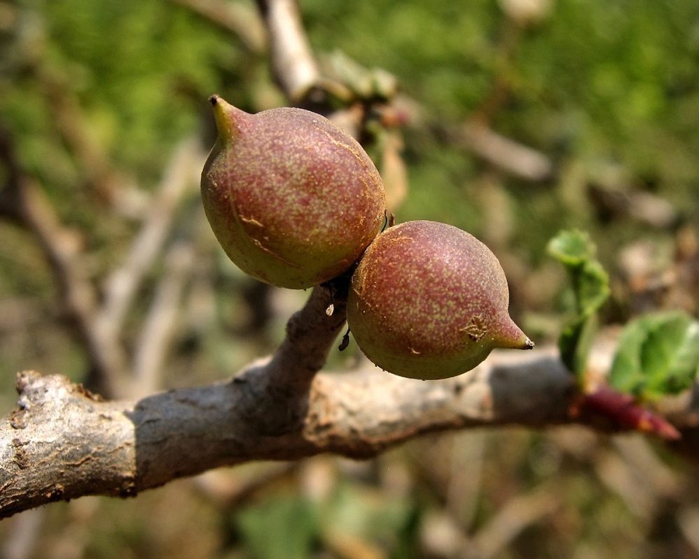 The use of Guggulu in Ayurveda and how to prepare it