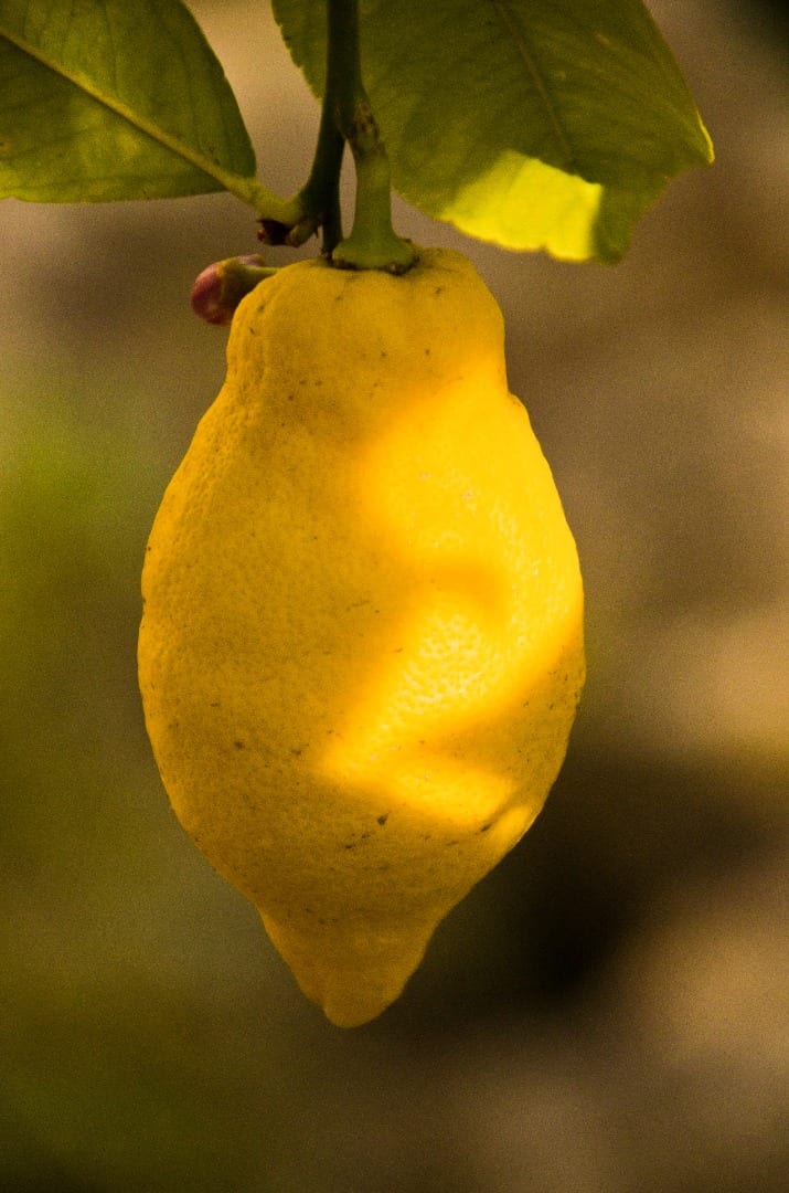 Lemon (Citrus limonum)