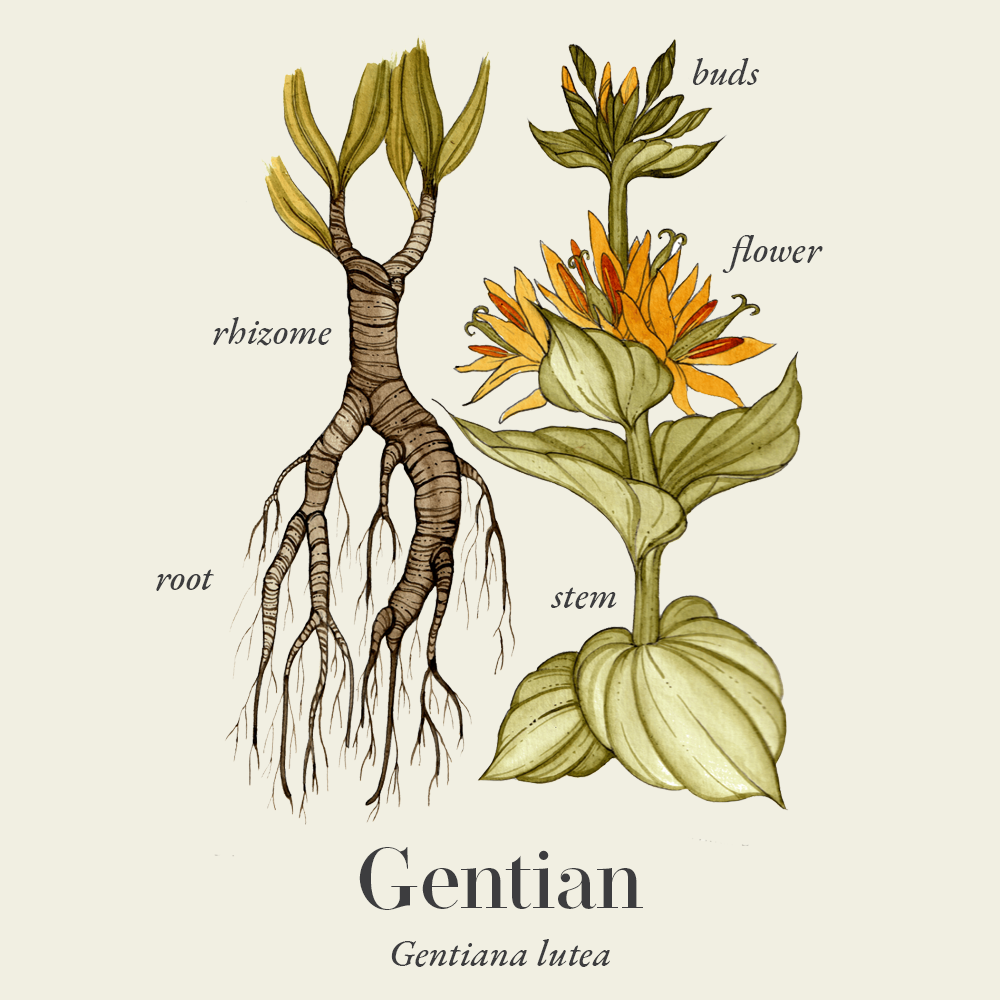 Gentian (Gentiana lutea)