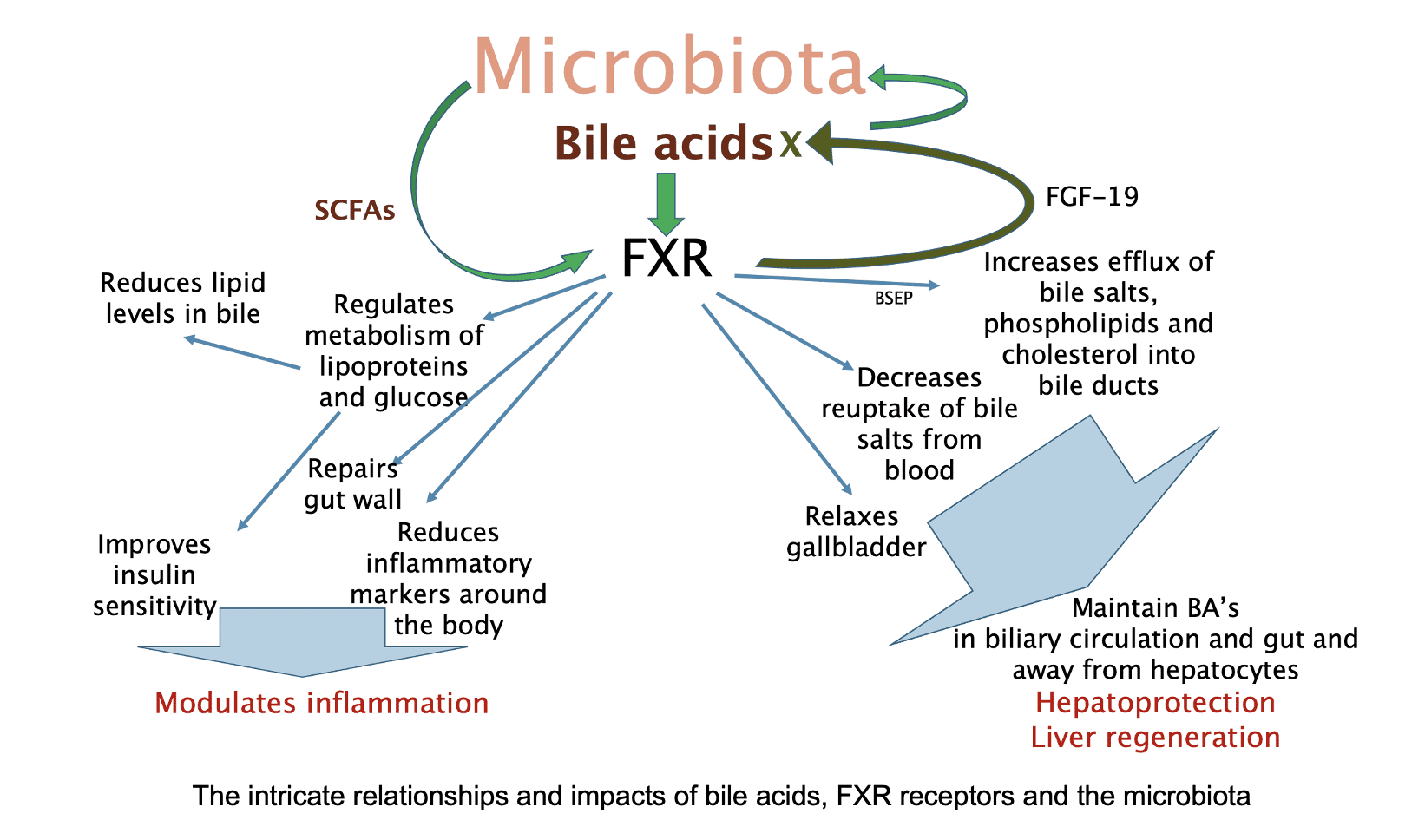 Plants and the gut microbiome diagram 5