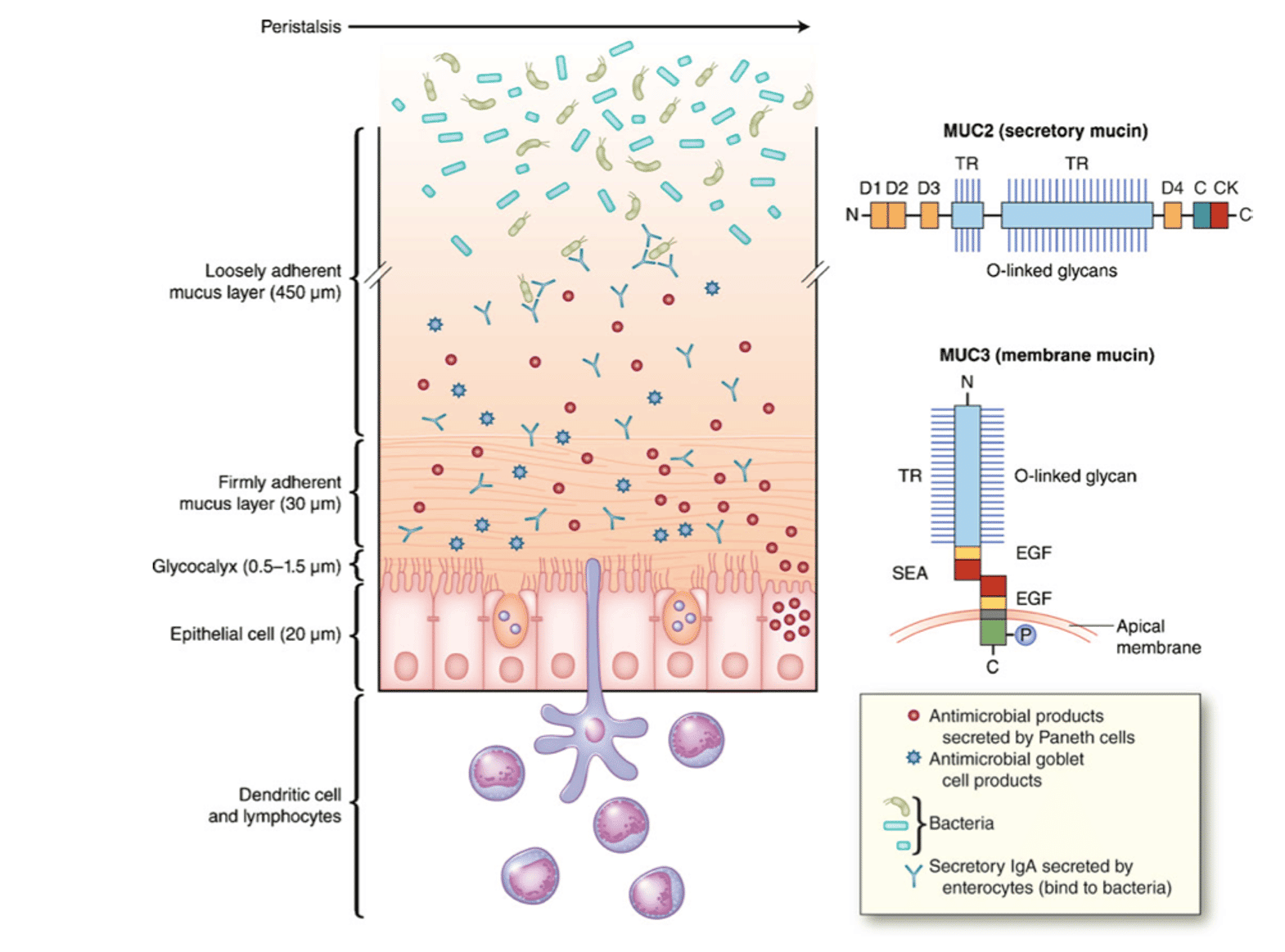 Plants and the gut microbiome diagram 4