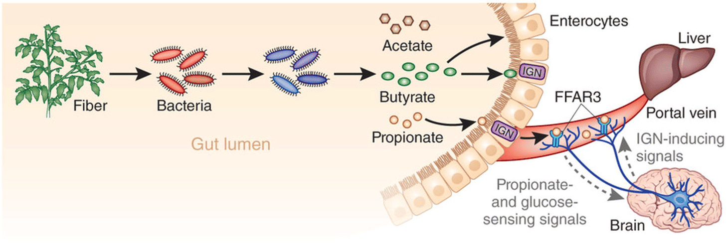 Plants and the gut microbiome diagram 3