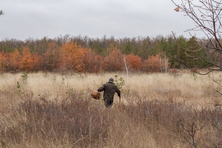 Edible plants to forage in December