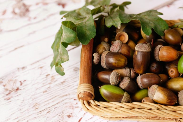 Edible plants to forage in November
