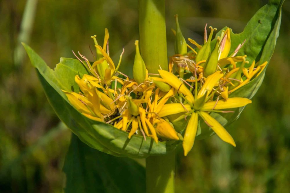 Gentian (Gentiana lutea)