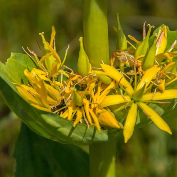 Gentian (Gentiana lutea)