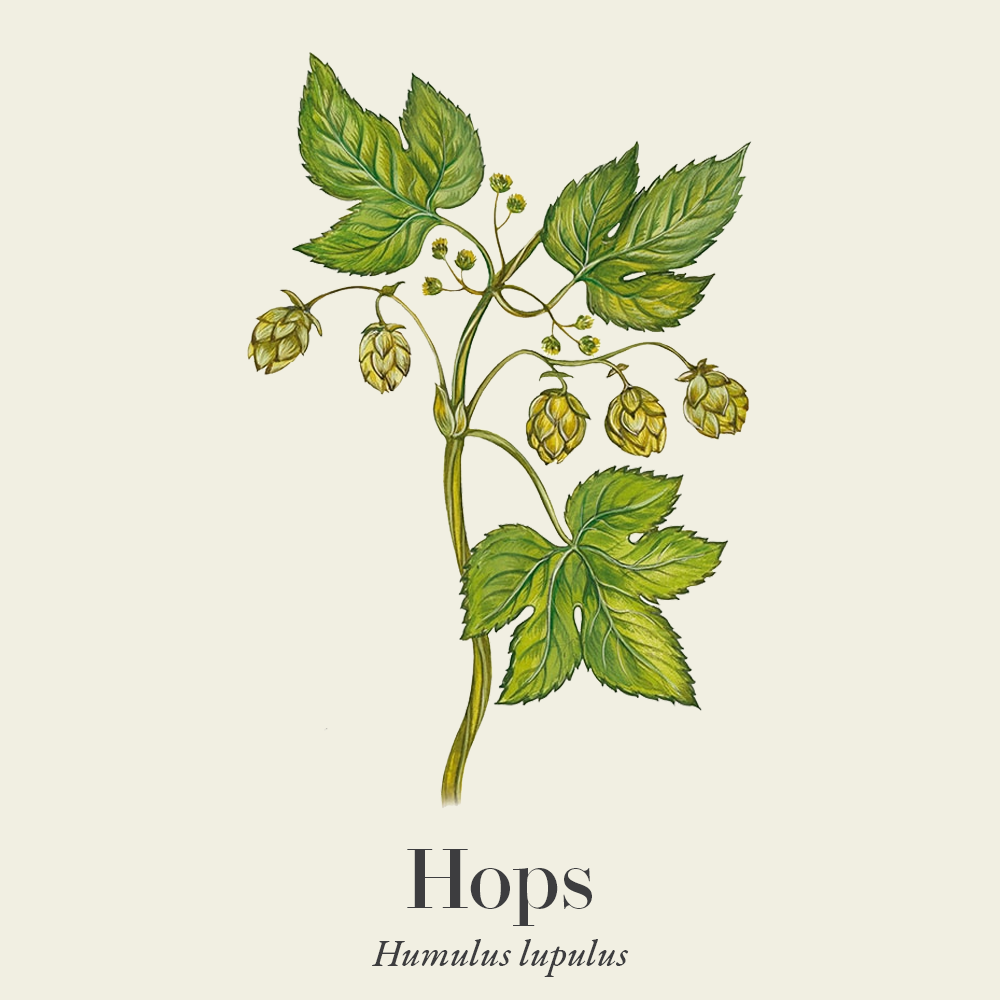 Hops (Humulus lupulus)