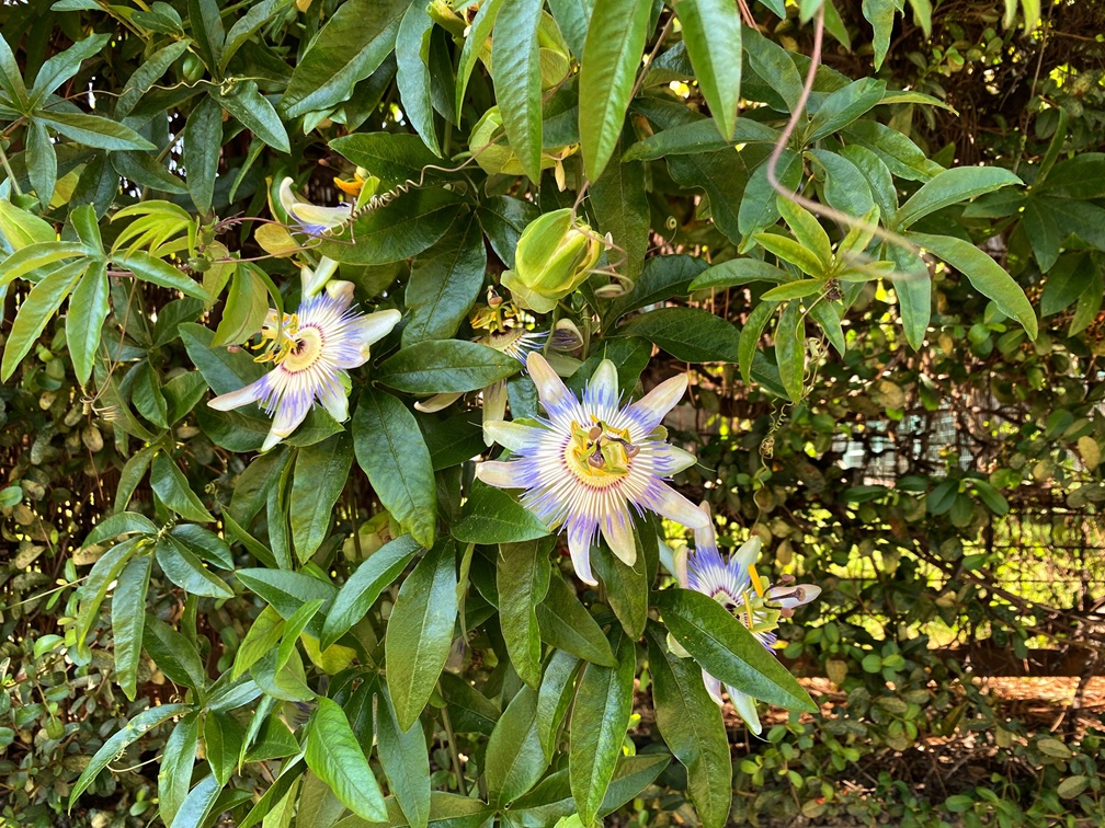 Passionflower (Passiflora incarnata)