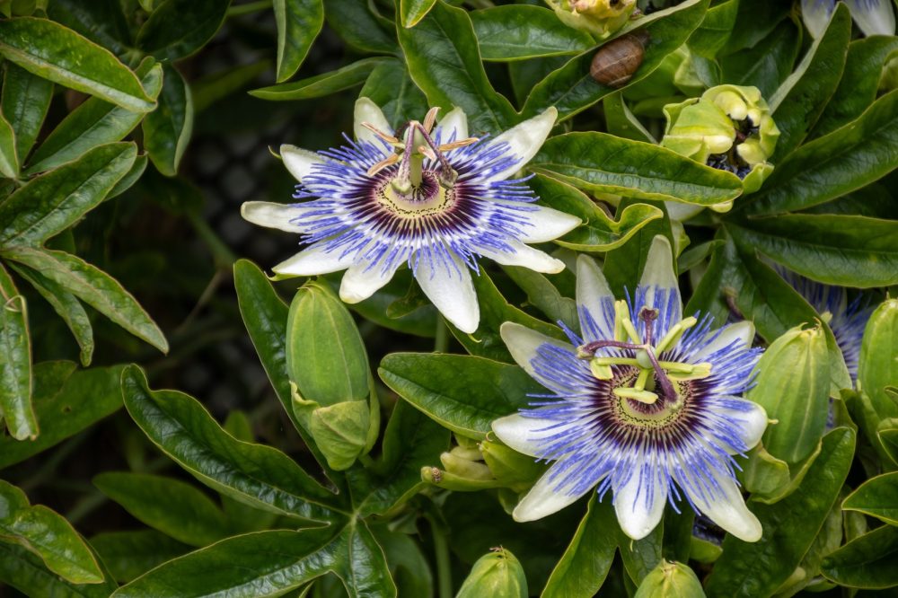 Passionflower (Passiflora incarnata)