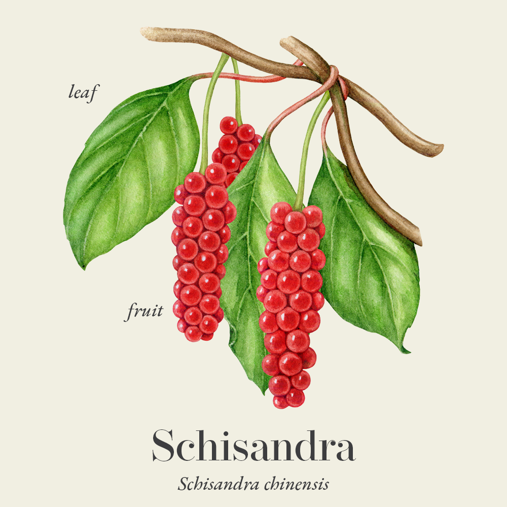 Schisandra (Schisandra chinensis)