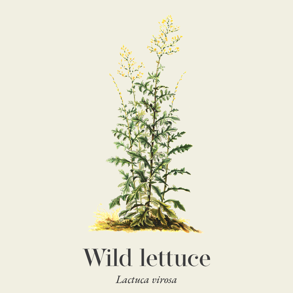Wild lettuce (Lactuca virosa)