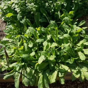 Wild lettuce (Lactuca virosa)