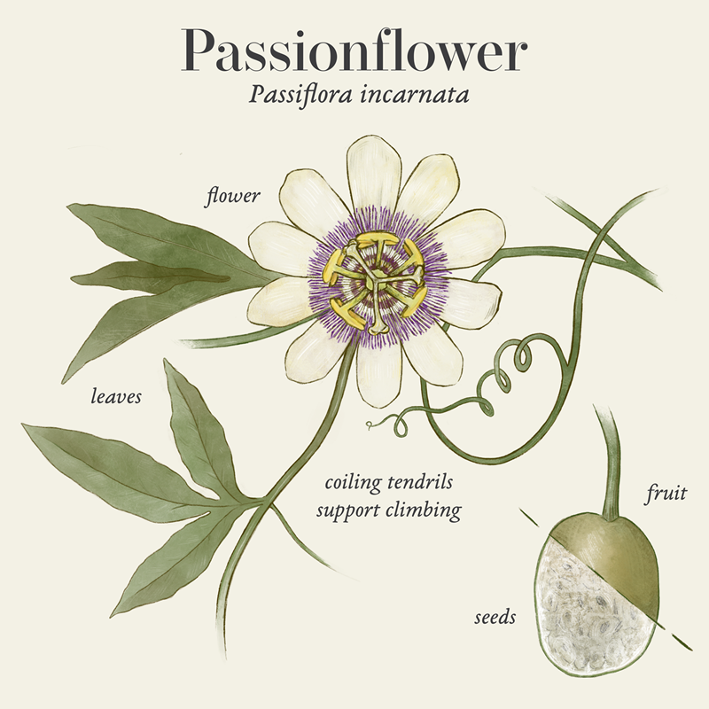 Passionflower (Passiflora incarnata)