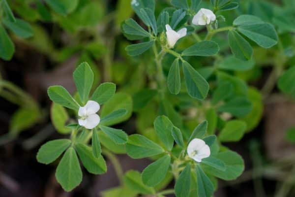 Research seeds Fenugreek