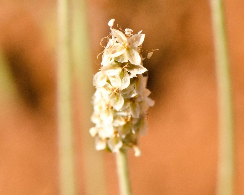 Research seeds Psyllium husk