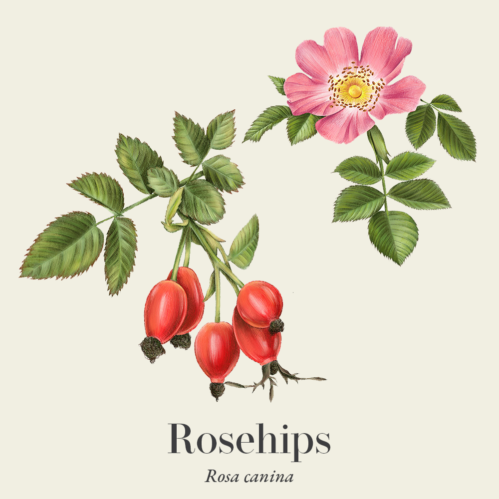 Rosehips (Rosa canina)