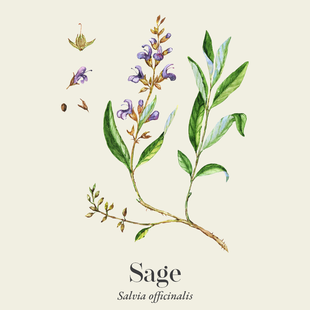 Sage (Salvia officinalis)