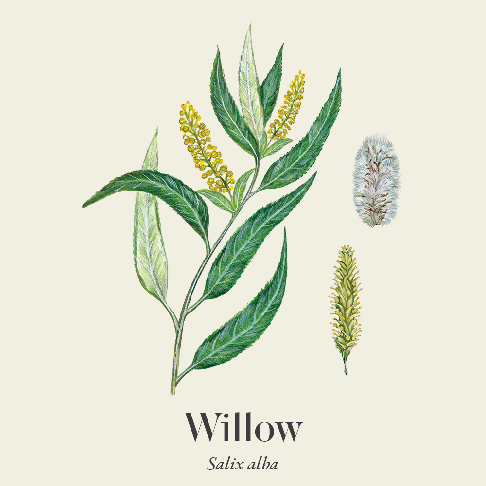 Willow (Salix alba)