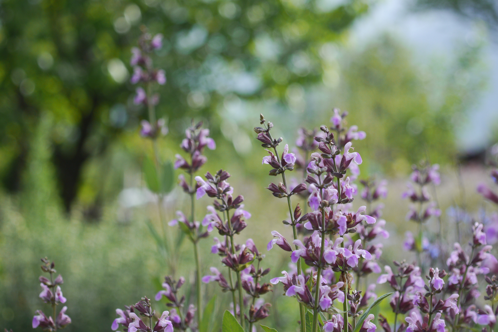 Sage (Salvia officinalis)