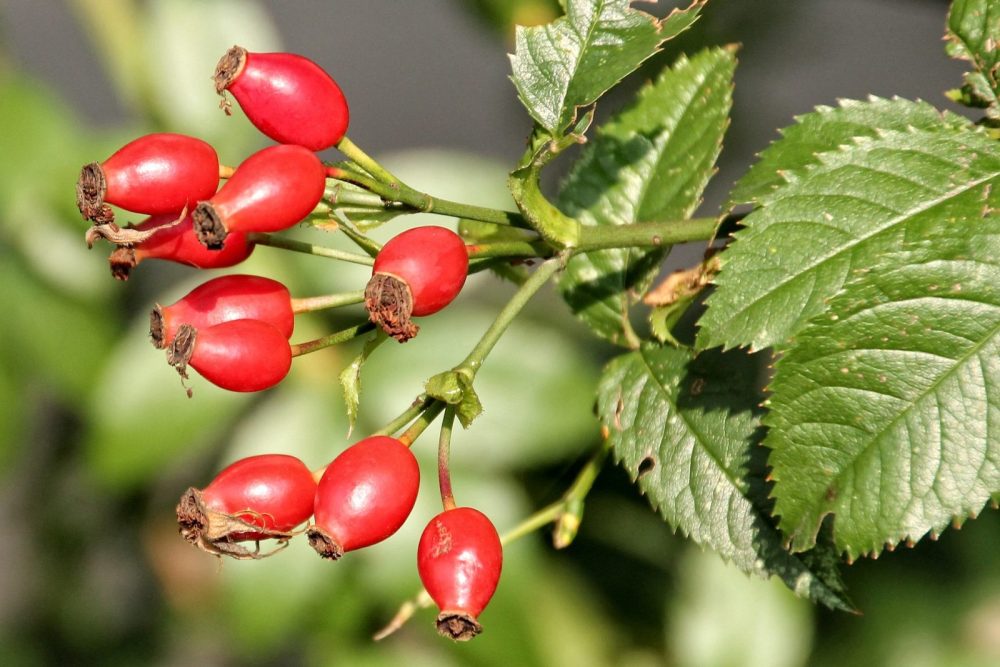 Rosehip (Rosa canina)