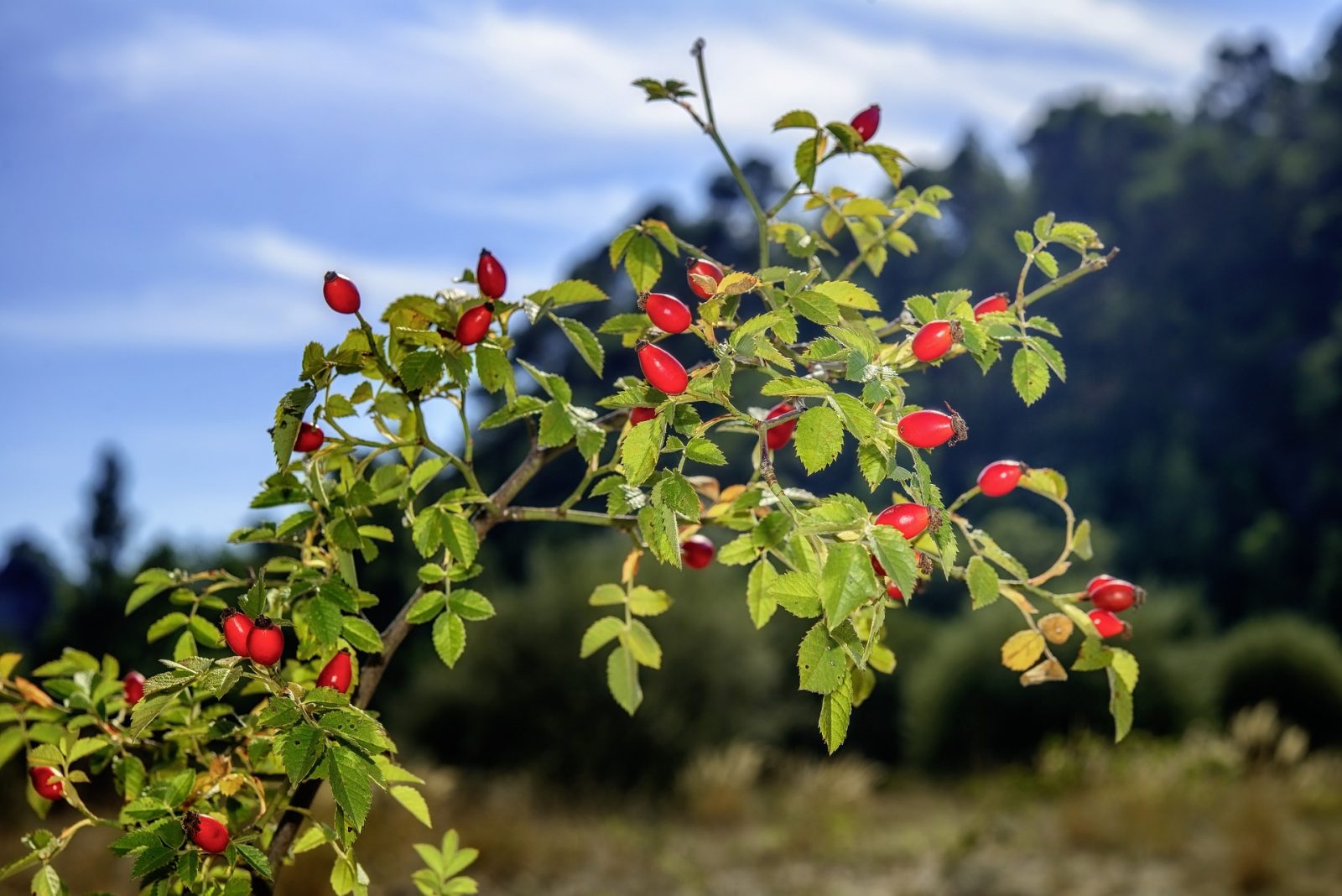 Rosehip (Rosa canina)