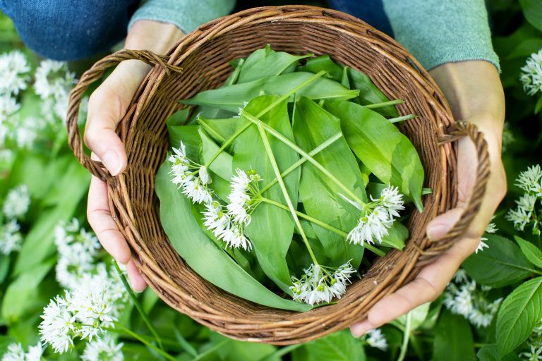 Edible plants to forage in March