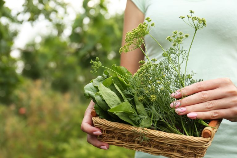 Edible plants to forage in May