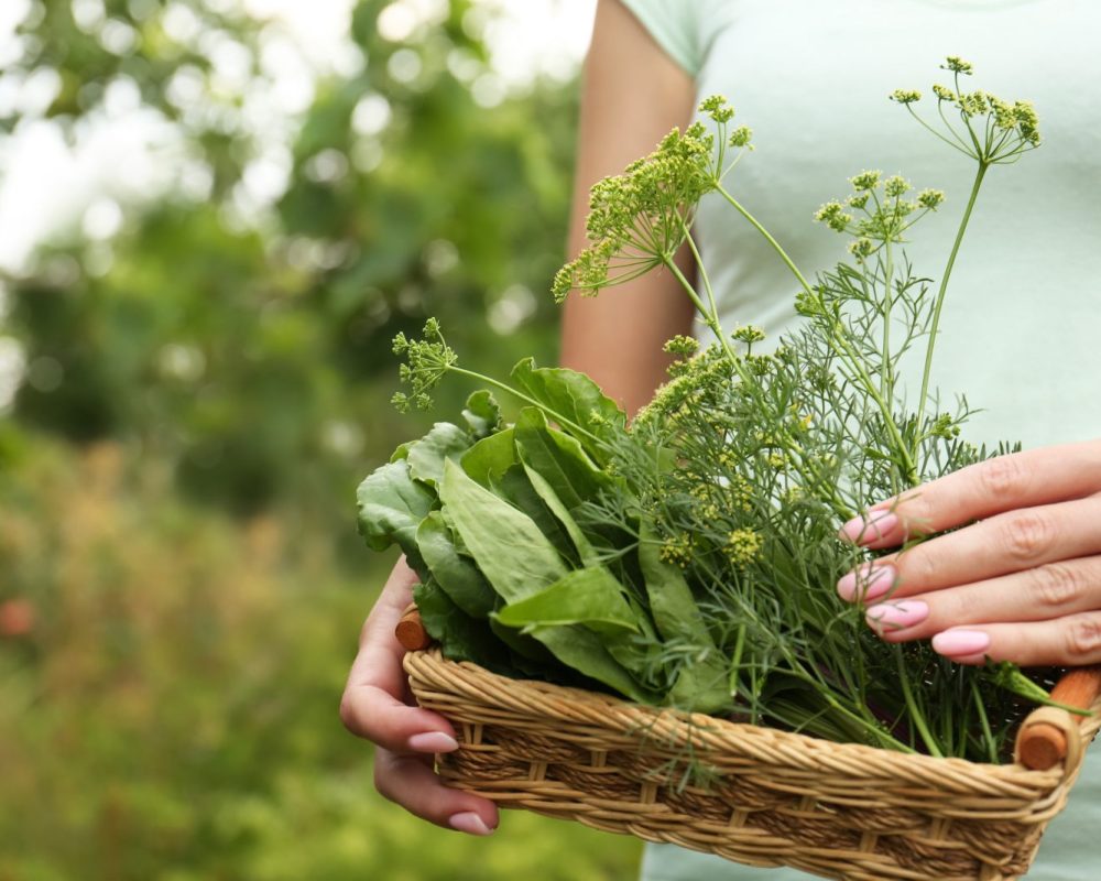 Plants to forage in May