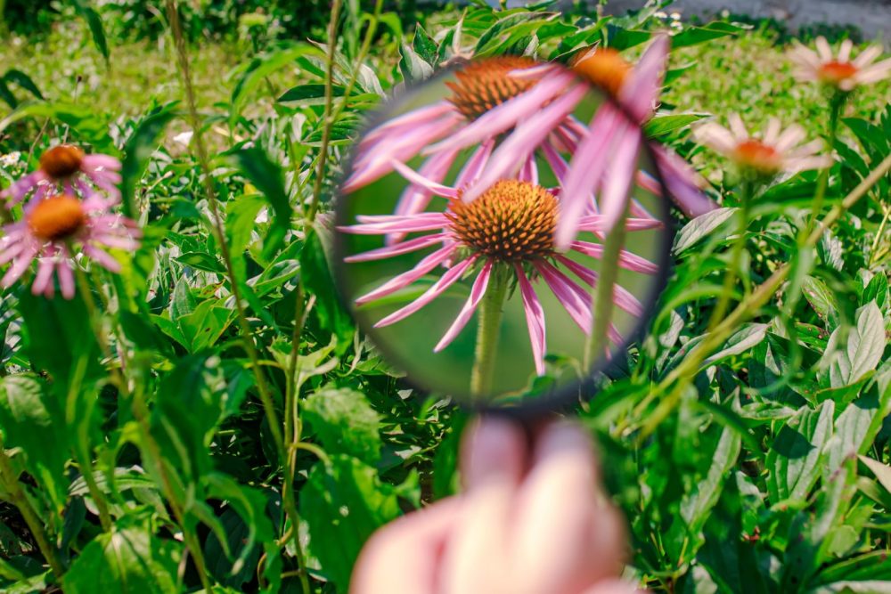 Research seeds Echinacea