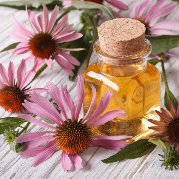 Echinacea (Echinacea angustifolia)