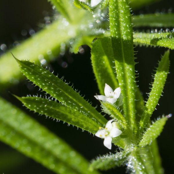 Cleavers (Galium aperine)