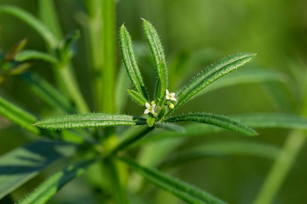 Cleavers (Galium aperine)