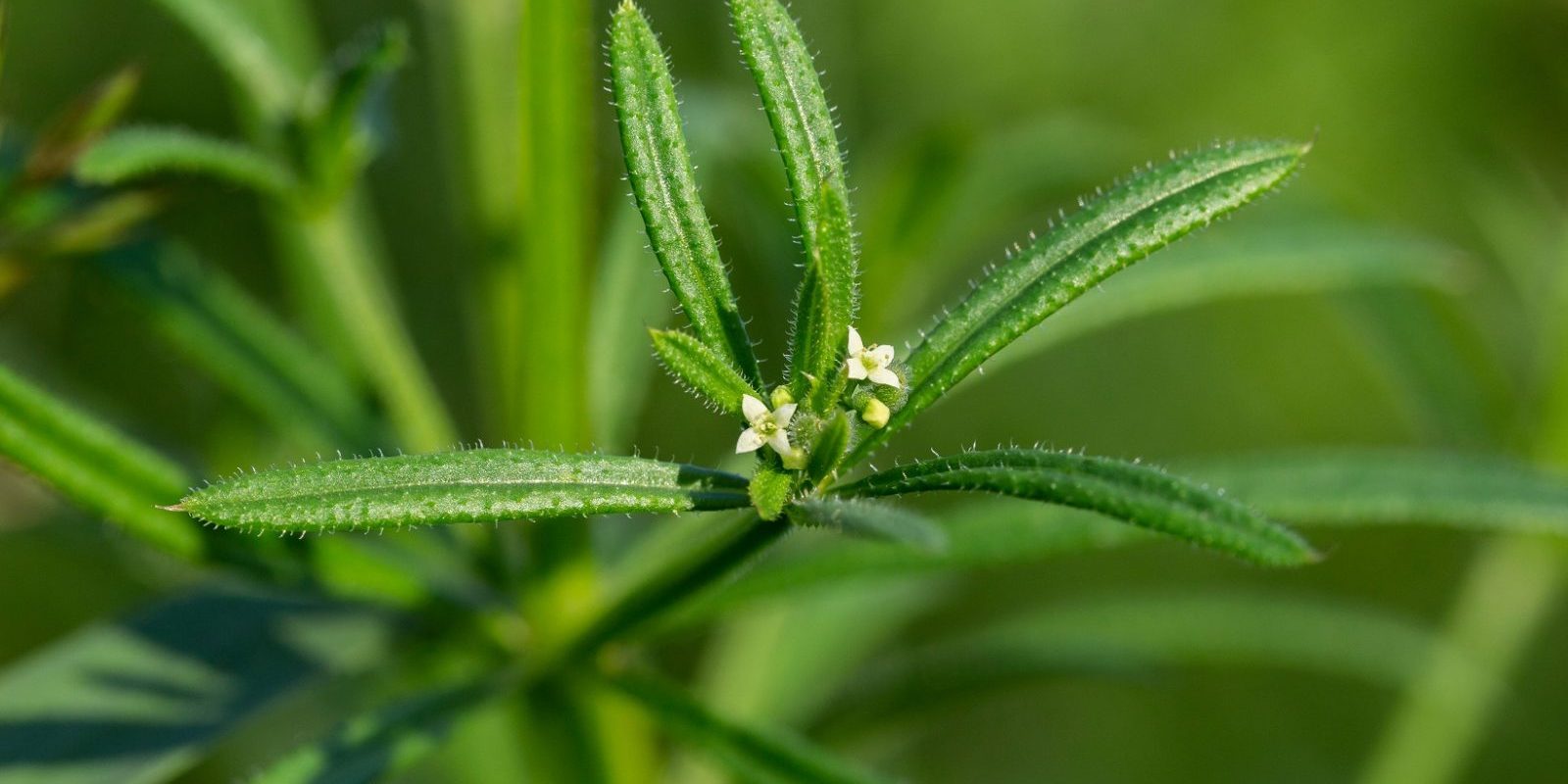 Cleavers (Galium aperine)