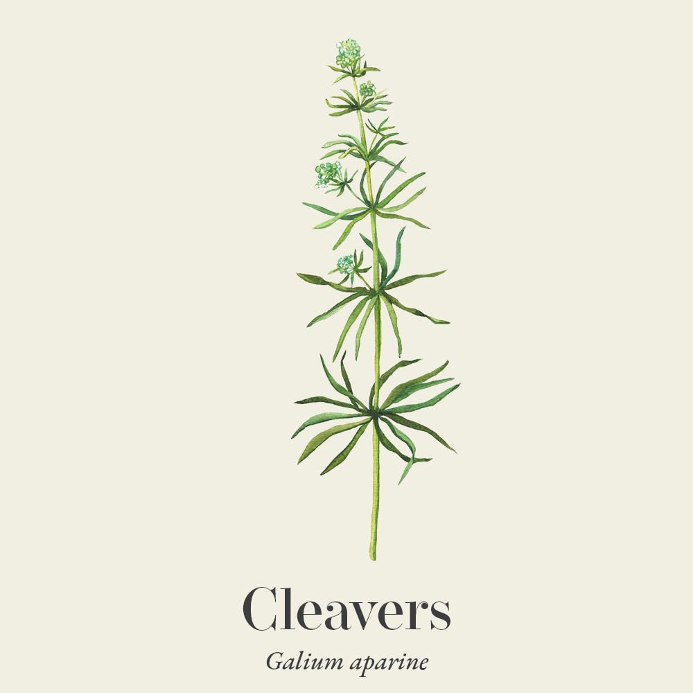 Cleavers (Galium aparine)