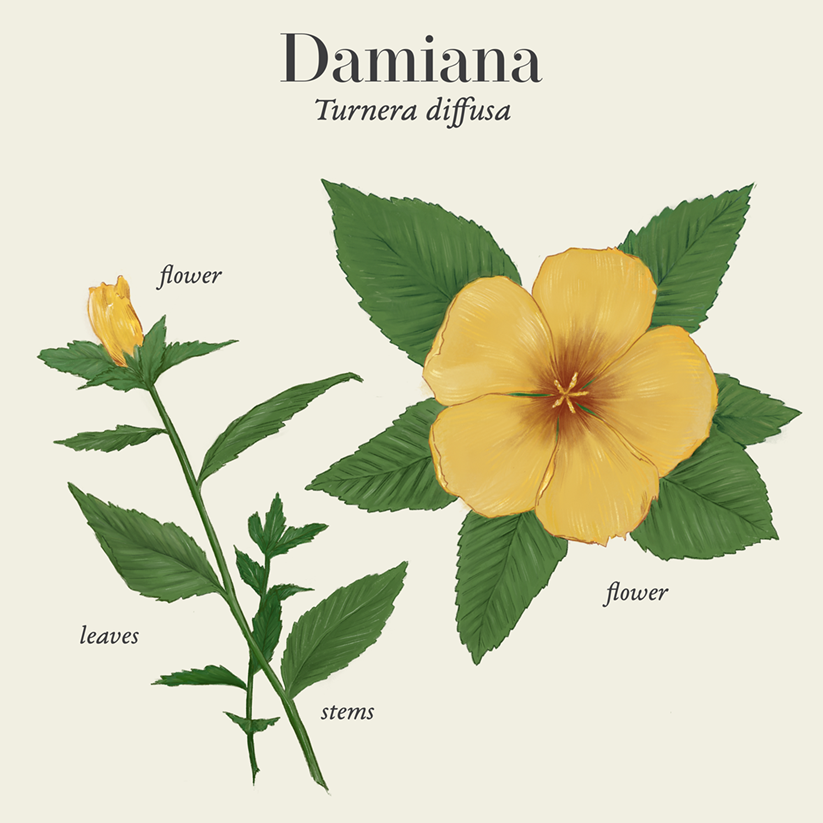Damiana (Turnera diffusa)